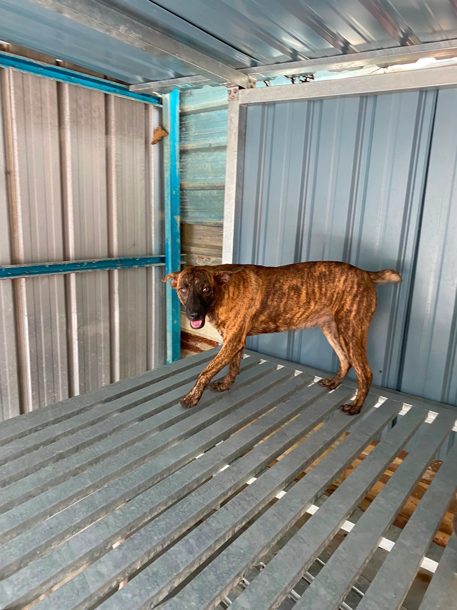 RD203 RD203