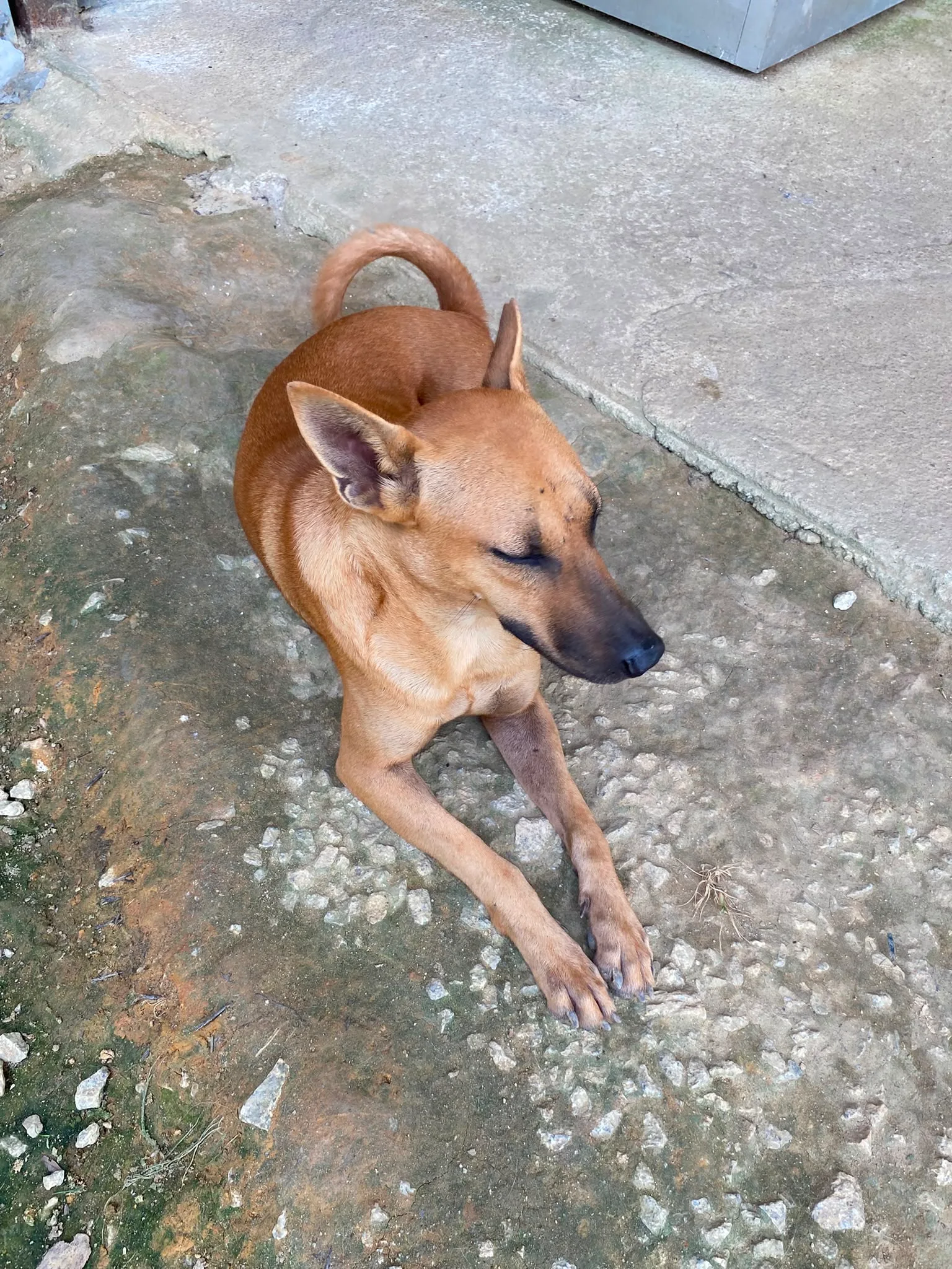 RD029 Cooper