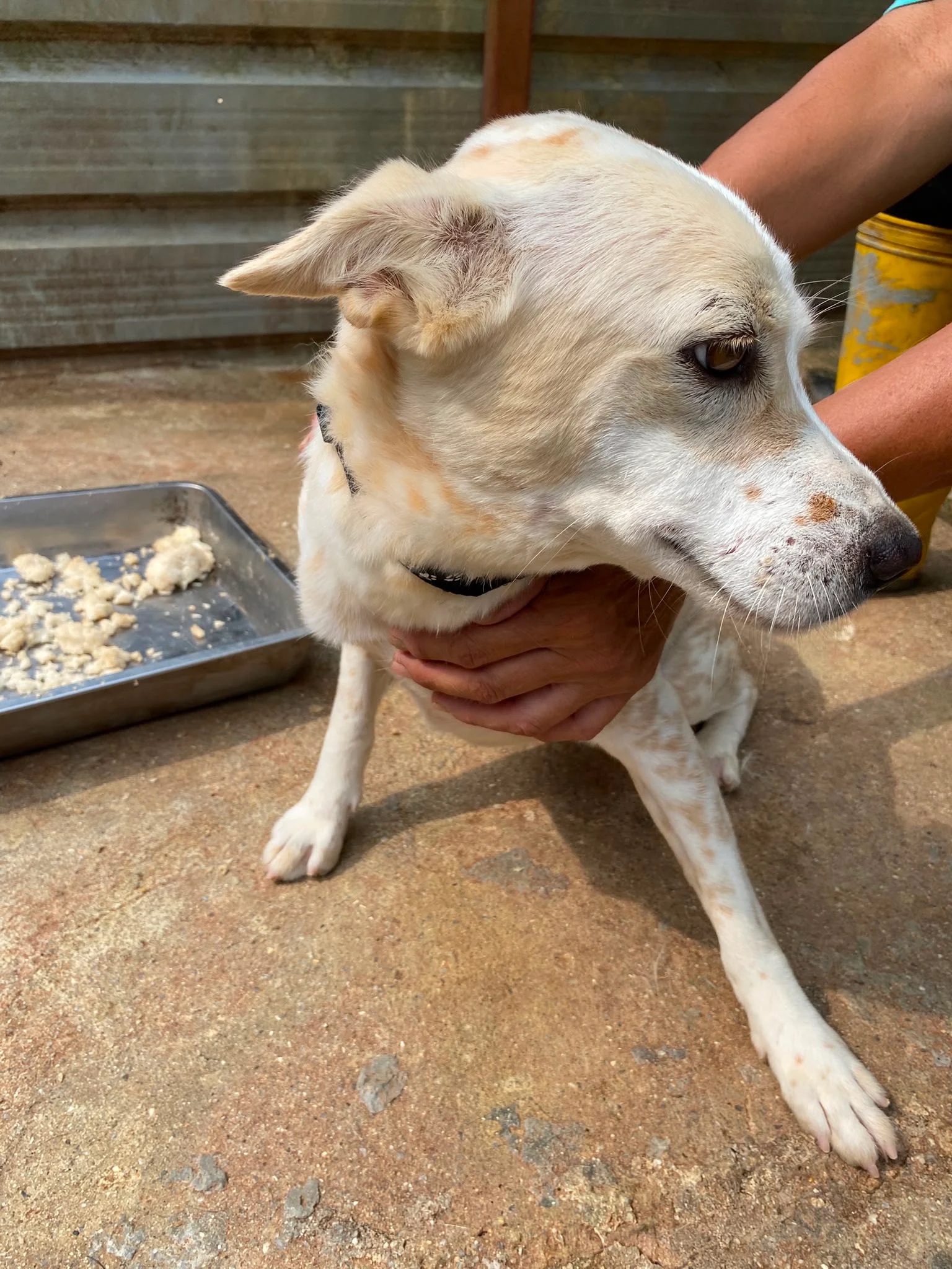 RD265 RD265
