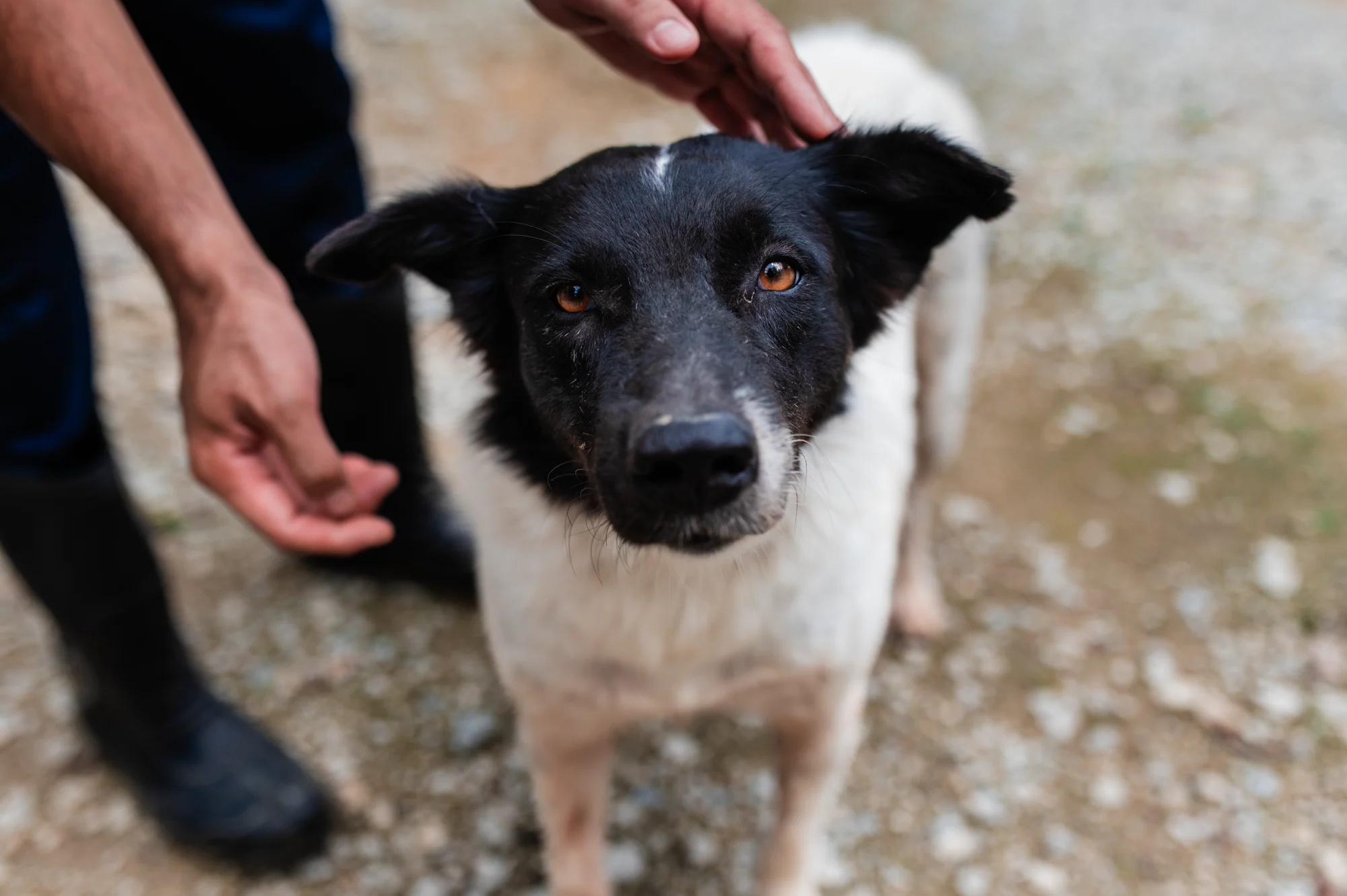 A gentle hand petting a rescued dog at the shelter