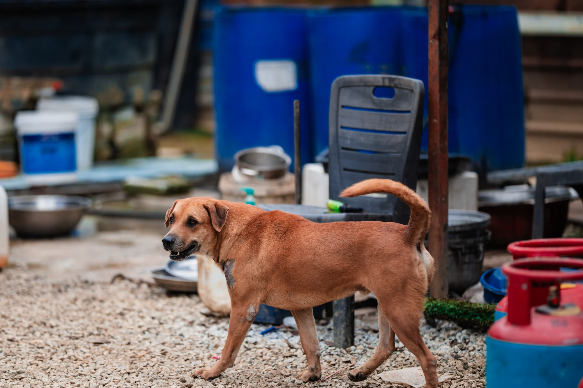 A rescued dog walking through the open yard at the Rawang shelter