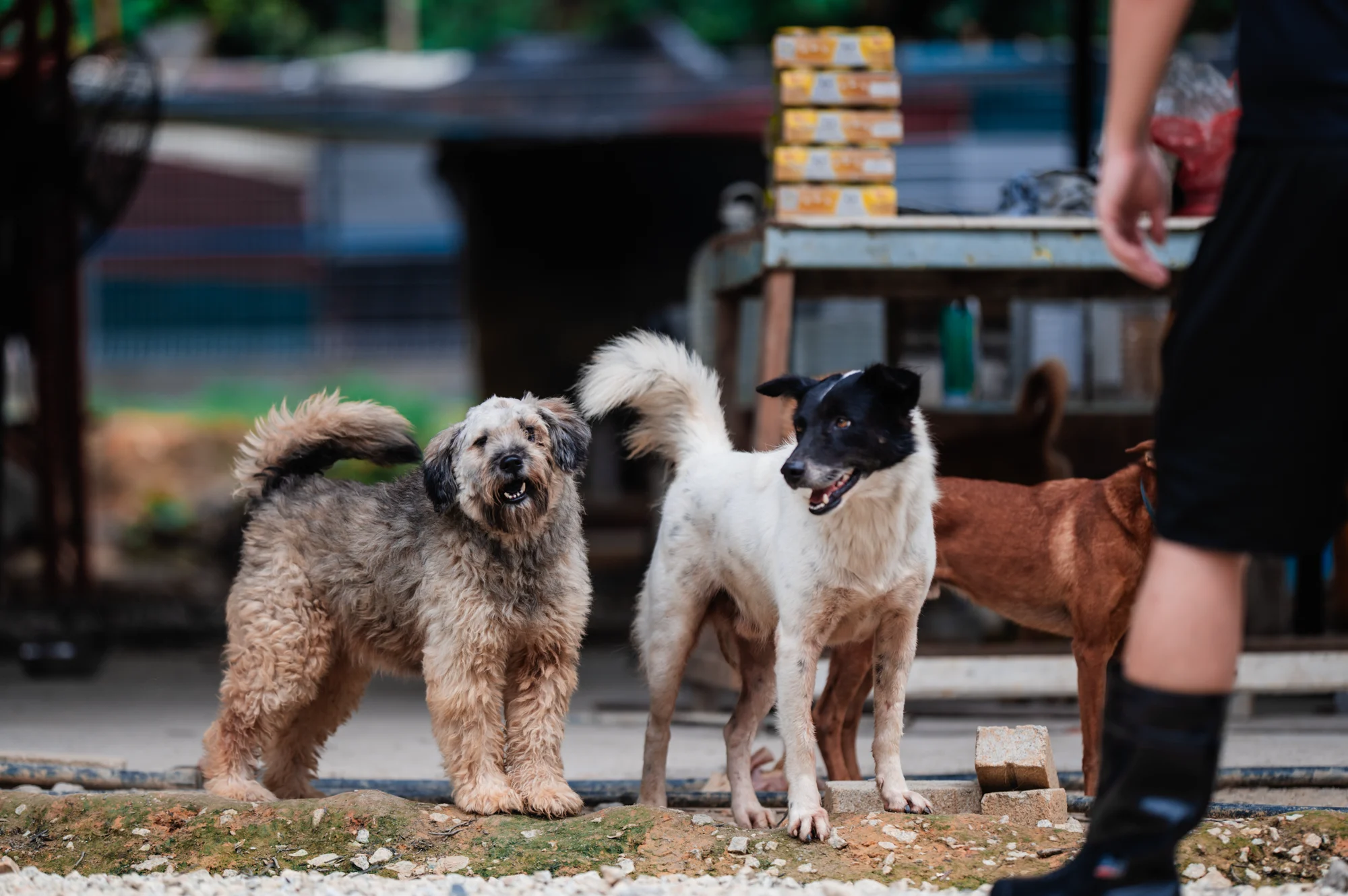 Rescued dogs sharing meals at the Rawang shelter