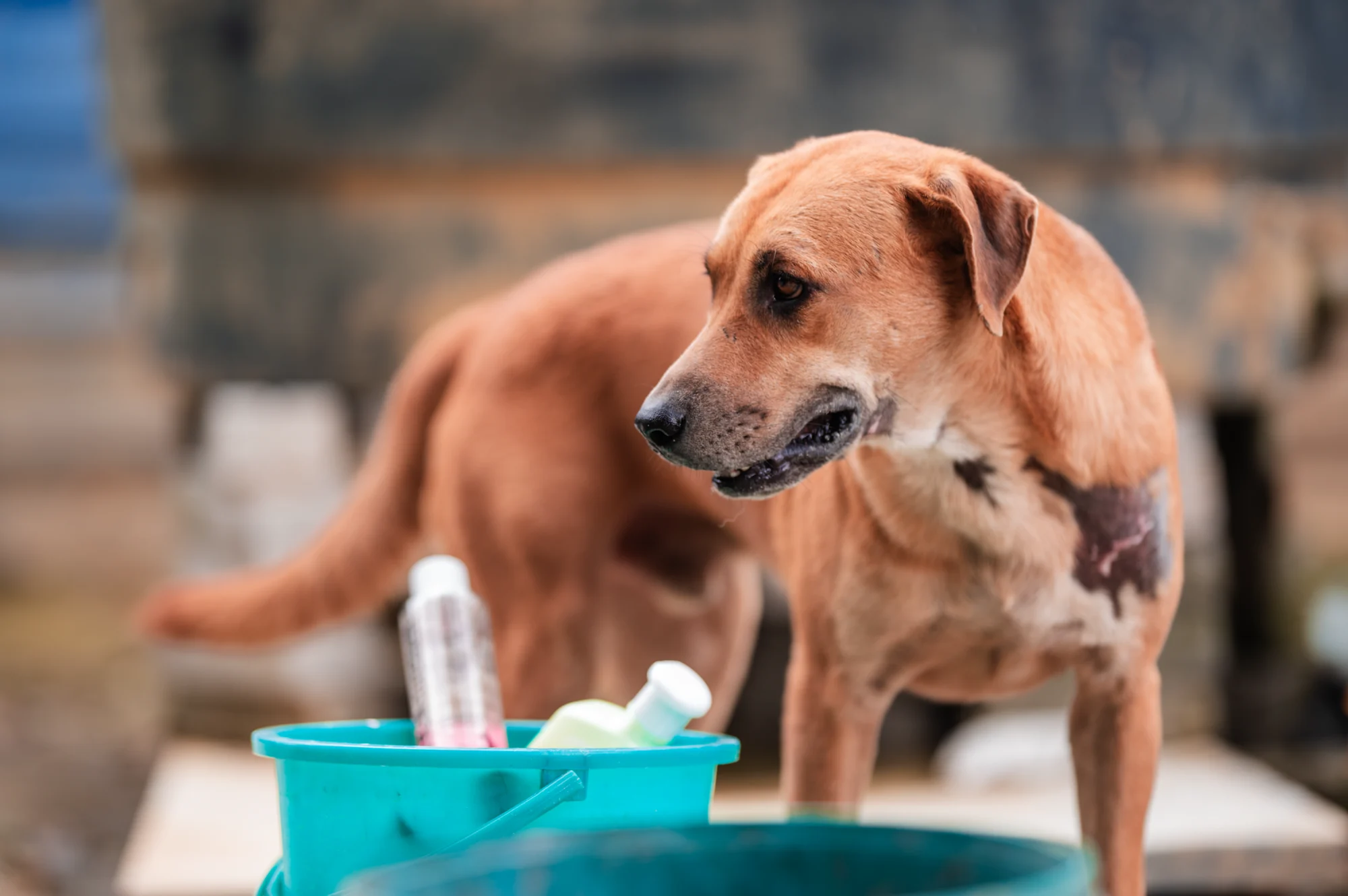 Medical supplies and care for rescued dogs at the shelter