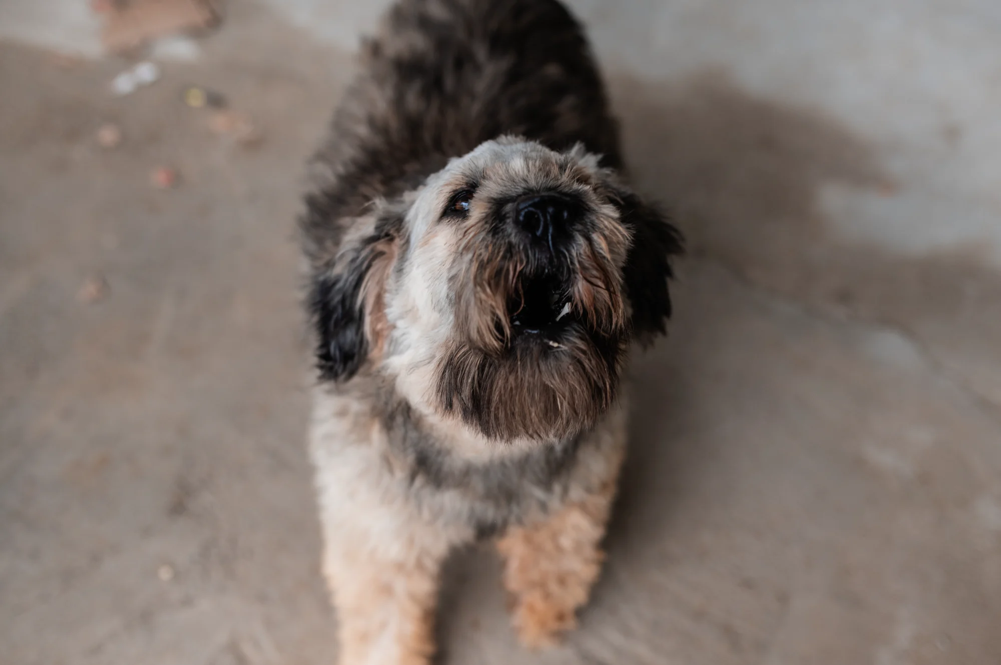 A scruffy rescued dog looking up with trust