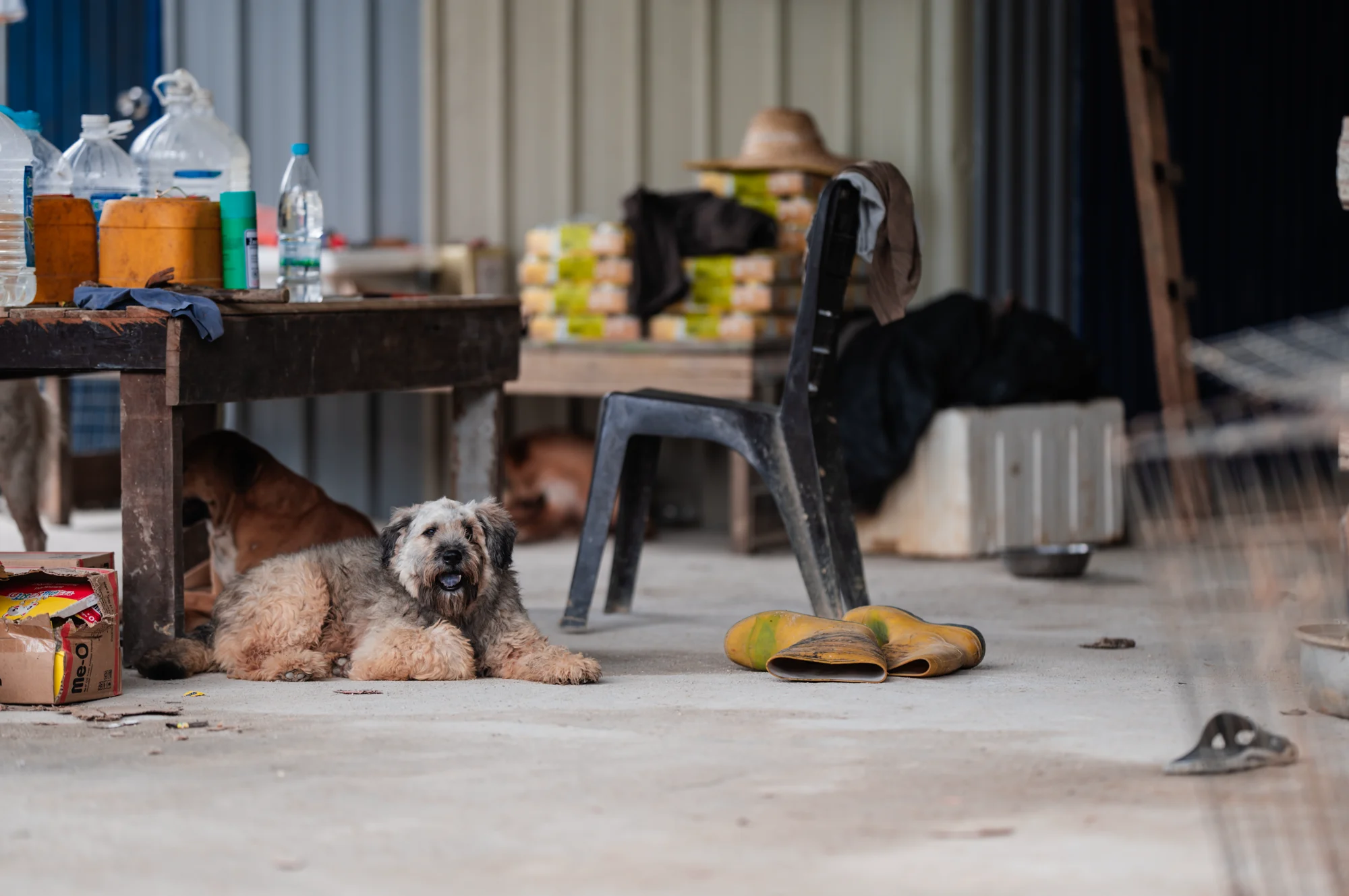 A rescued dog resting among daily supplies at the Rawang shelter
