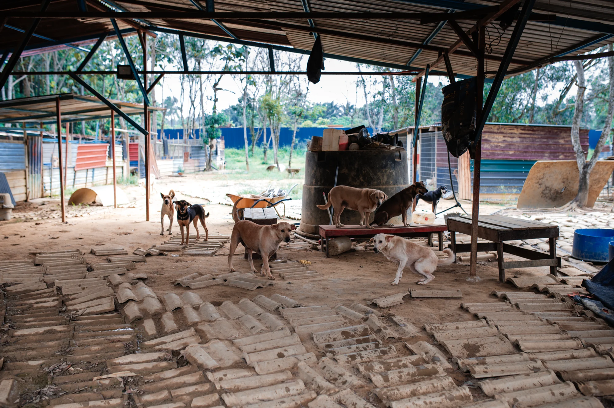 Rescued dogs resting in the open shade at the Rawang shelter