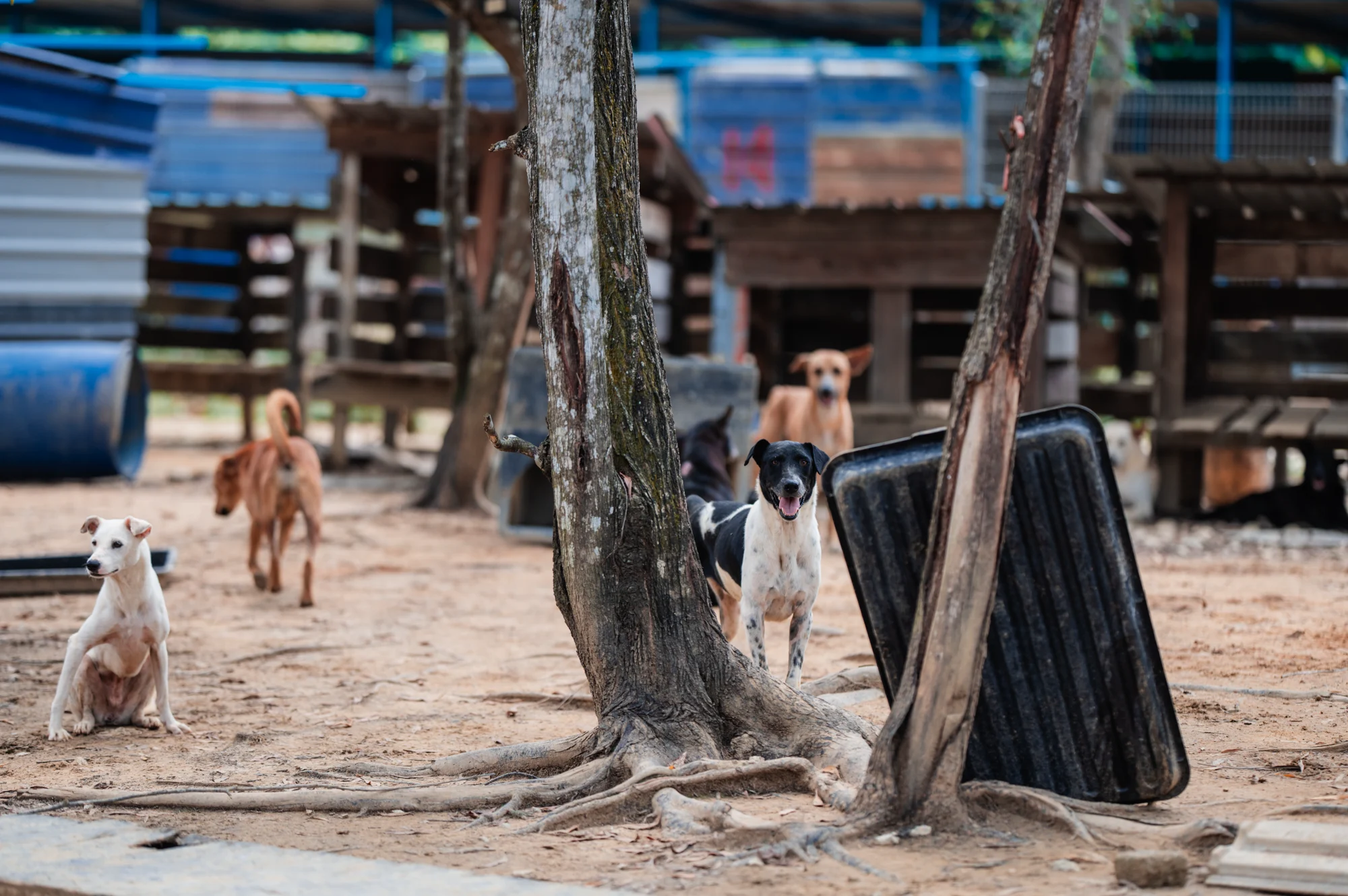 Rescued dogs resting under trees at the Rawang shelter