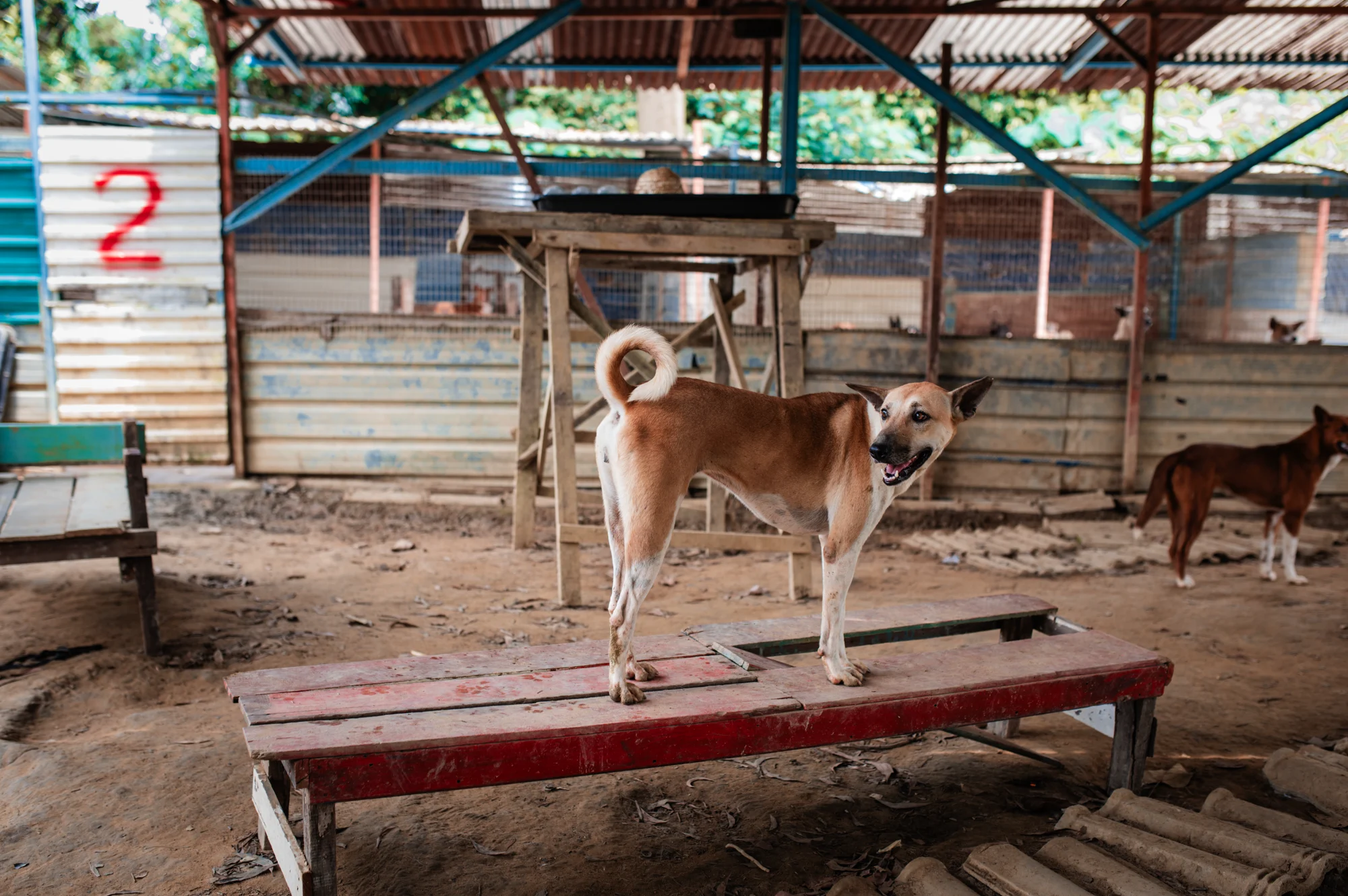 A rescued dog on a rest bench in the covered yard at Rawang shelter