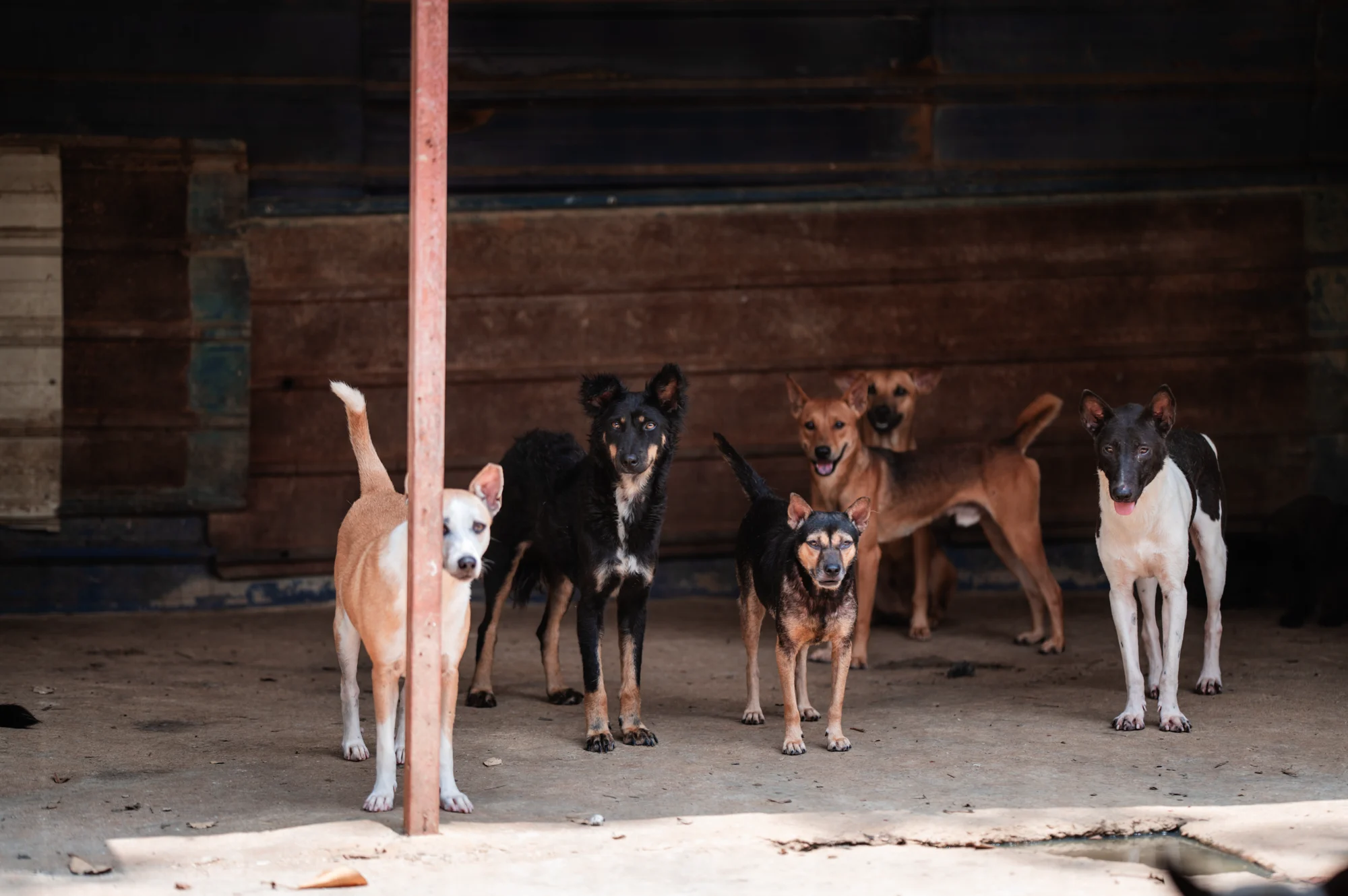 Five rescued dogs together in an open shelter space