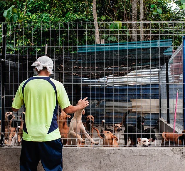 Dogs receiving care through Stray No More