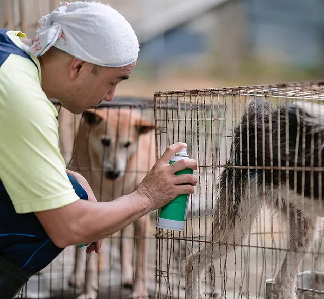 Volunteers with rescued dogs