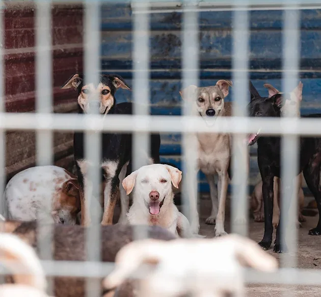 Shelter dogs resting safely indoors