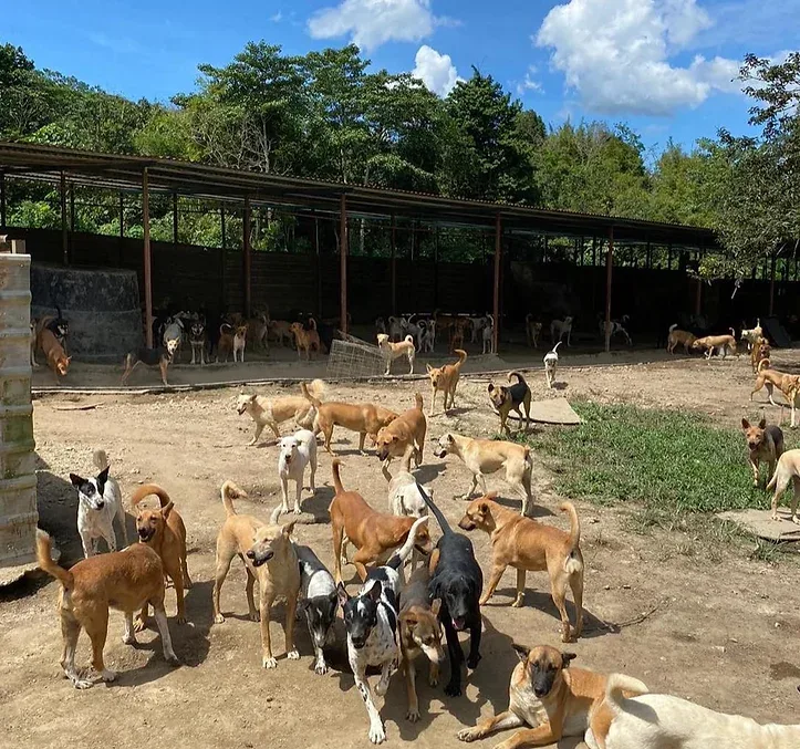Dogs playing in a safe yard