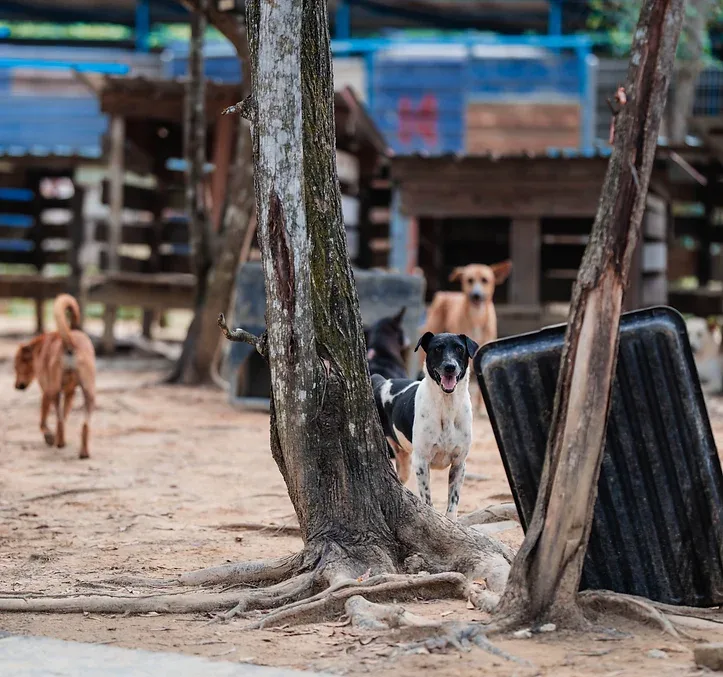Medical and recovery care for injured dogs