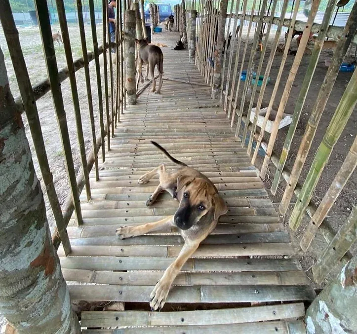 Senior dogs receiving gentle attention