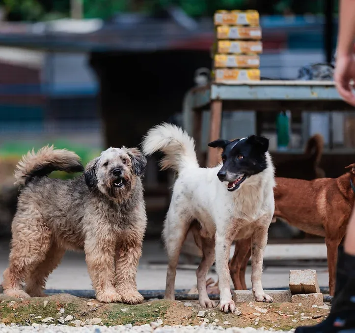 Rescue team caring for dogs in need