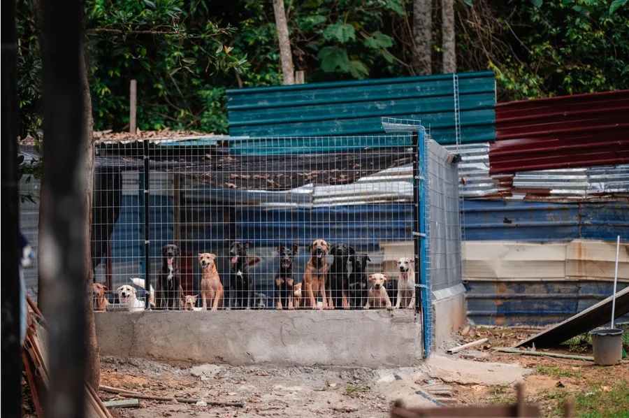 Dogs in enrichment and socialization