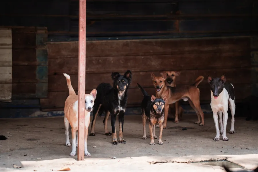 Dogs in enrichment and socialization at the shelter